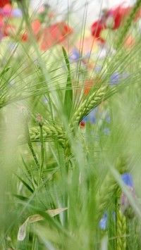 Gräser und Blumen
